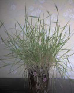 2010年_0301撮影の小麦の生長・ガイアの自然栽培小麦種子使用です。