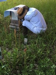 ハチ.jpg