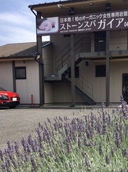 ラベンダー.jpg