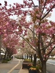 八重桜.jpg