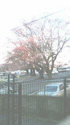 柏たなか病院の桜.jpg