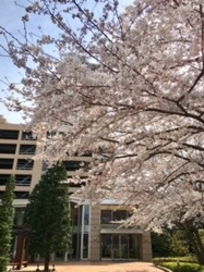 桜.jpg