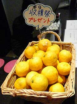 柏の女性専用岩盤浴ガイアで収穫した柚子