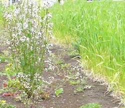 左←アンギュラロケットの花 右→自然栽培の小麦2010年4月20日現在