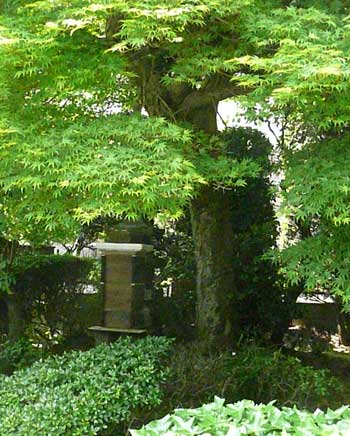樹齢200年のもみじの木と日本みつばち by Stone Spa GAIA