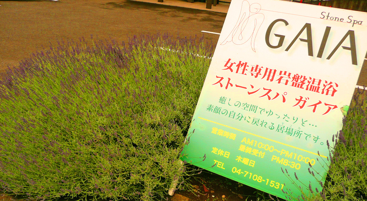 ガイアガーデン中庭のラベンダーの花 by 柏のオーガニック女性専用岩盤浴ストーンスパ・ガイア