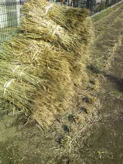 岩盤浴ガイアの自然栽培の小麦