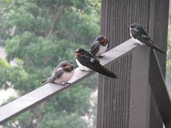 gaia-bird01.jpg